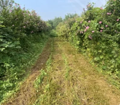 Self-propelled Garden Lawn Mower Industrial-type Lawn Trimmer Tracked Remote-controlled Lawn Mower