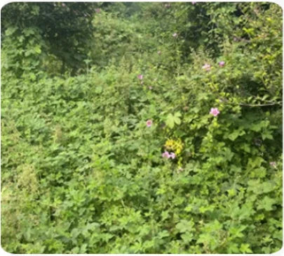 Self-propelled Garden Lawn Mower Industrial-type Lawn Trimmer Tracked Remote-controlled Lawn Mower