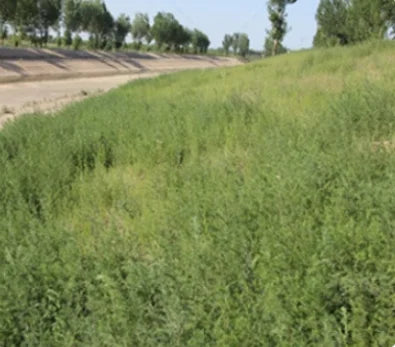 Self-propelled Garden Lawn Mower Industrial-type Lawn Trimmer Tracked Remote-controlled Lawn Mower