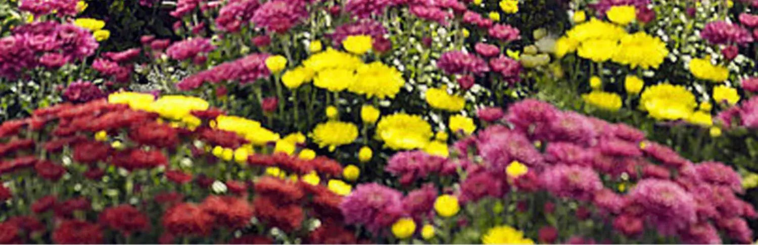 Small-sized Electric Watering Can for Plant Care and Disinfection